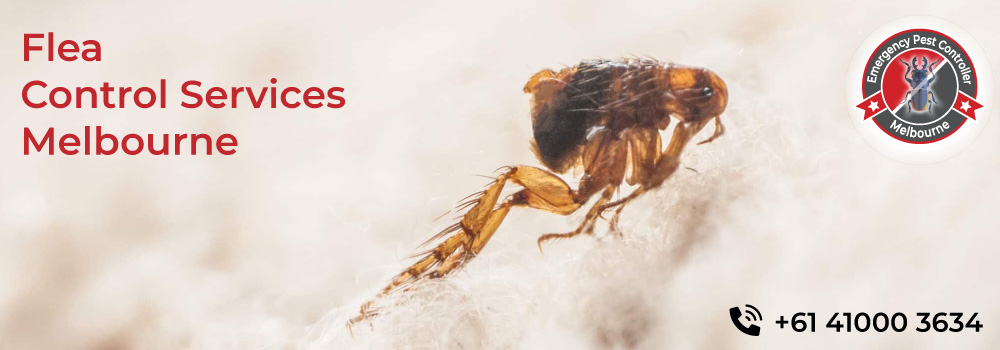 Flea Control