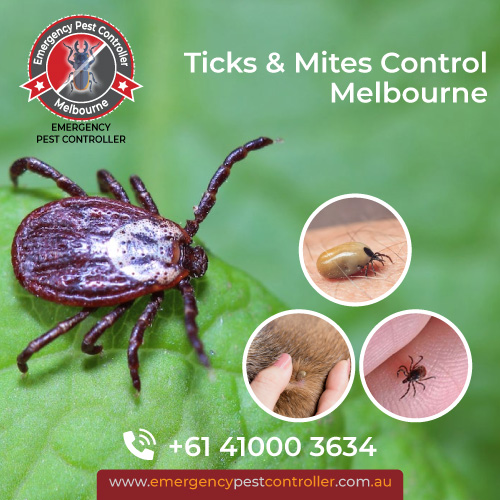 Ticks & Mites Control