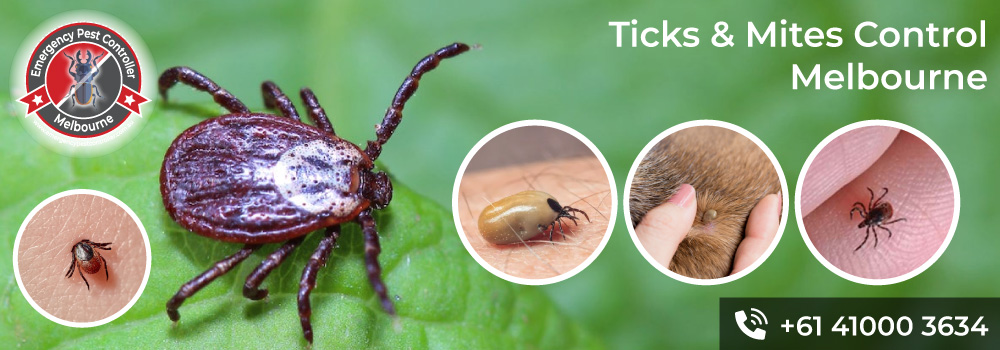 Ticks & Mites Control