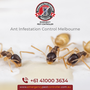 Ant Removal / Control Melbourne