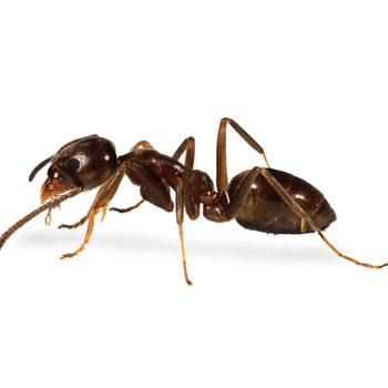 Top Rated Pest Control Company in Melbourne and all Suburbs