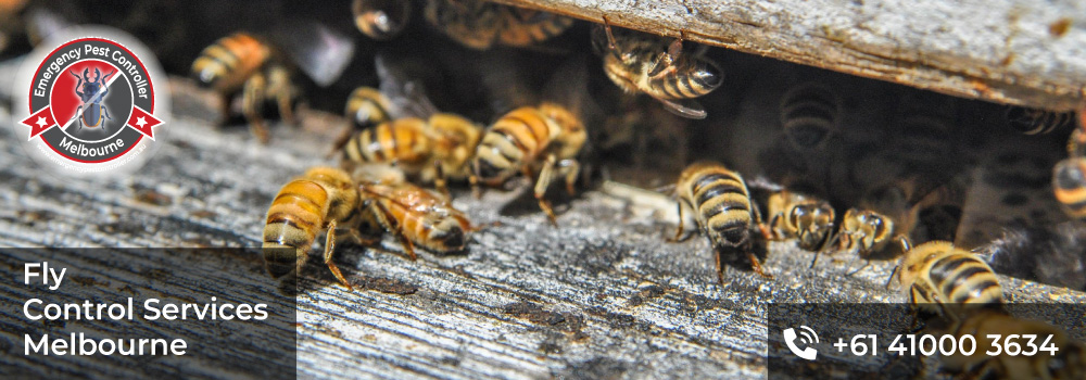Bee Removal