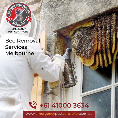 Bee Removal