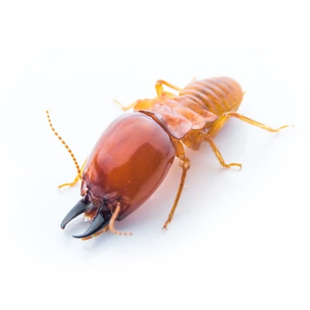 Top Rated Pest Control Company in Melbourne and all Suburbs