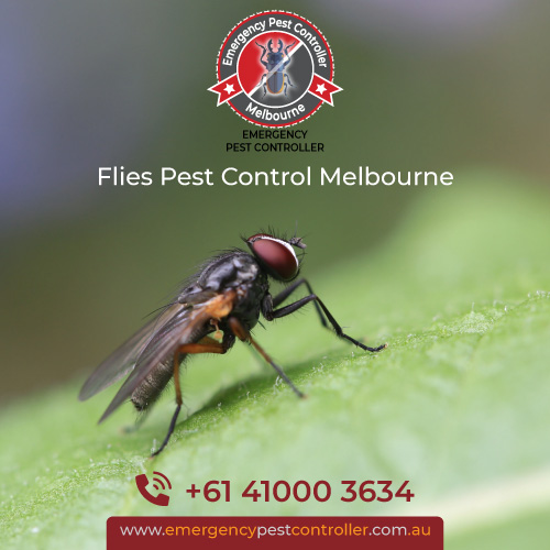 Flies Pest Control