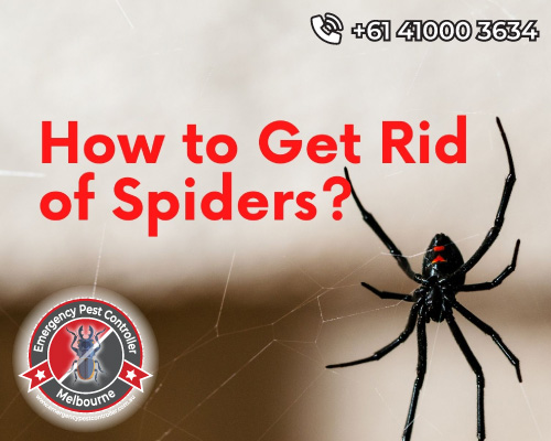 Spider Control