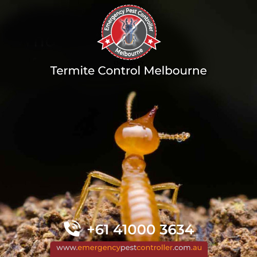 Termite Treatment