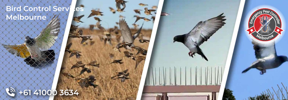 Bird Control / Removal