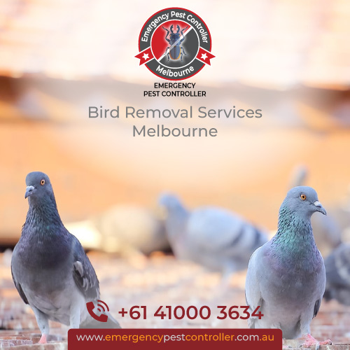 Bird Control / Removal