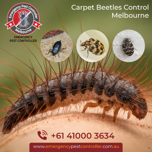 Carpet Beetles Control