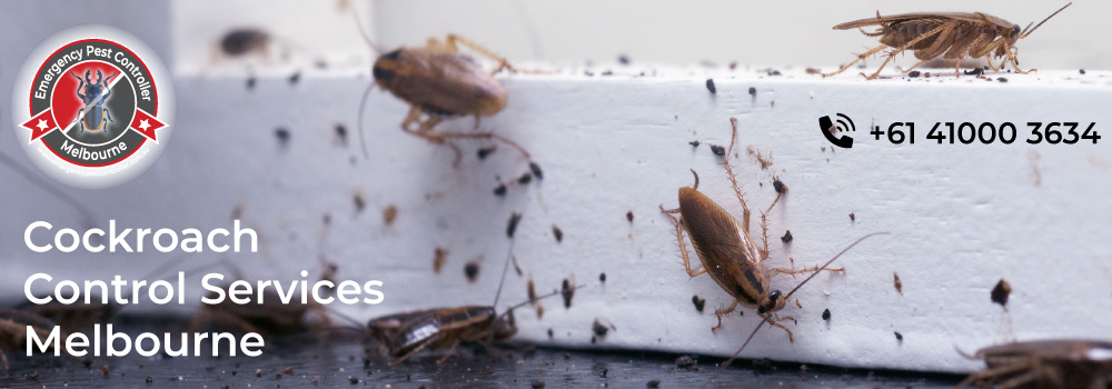 Cockroach Pest Control