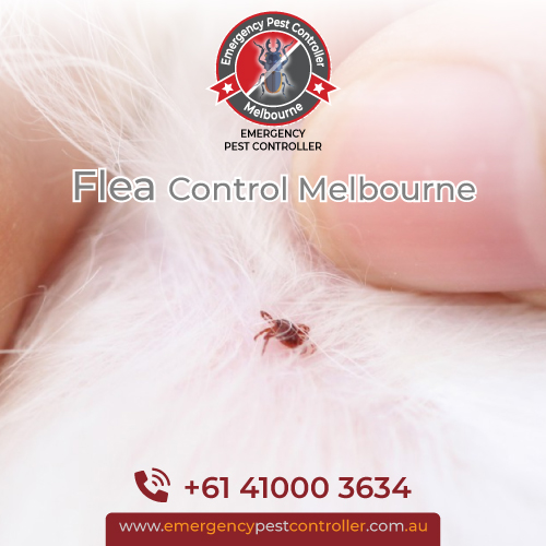 Flea Control