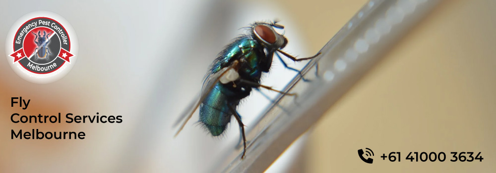 Flies Pest Control