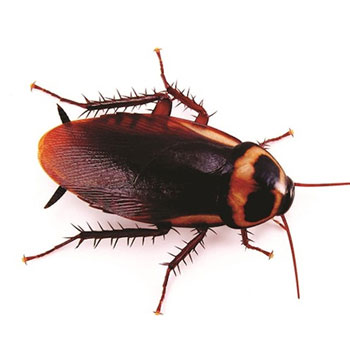 Top Rated Pest Control Company in Melbourne and all Suburbs