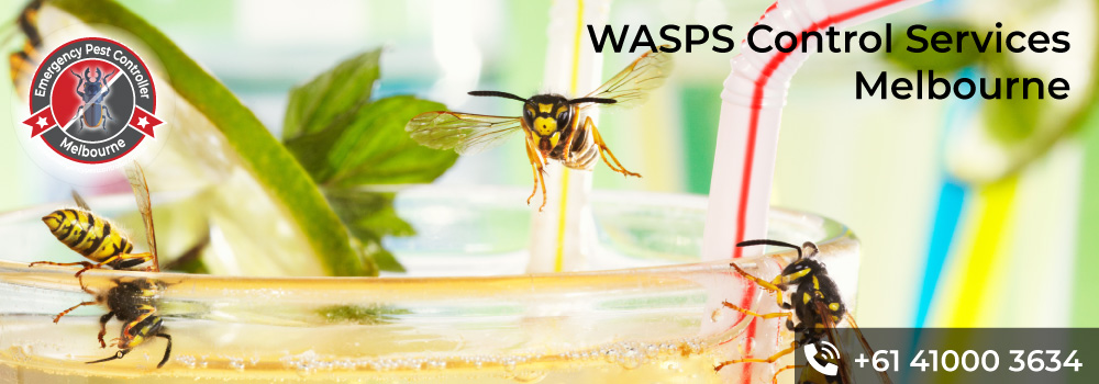 Wasp Control