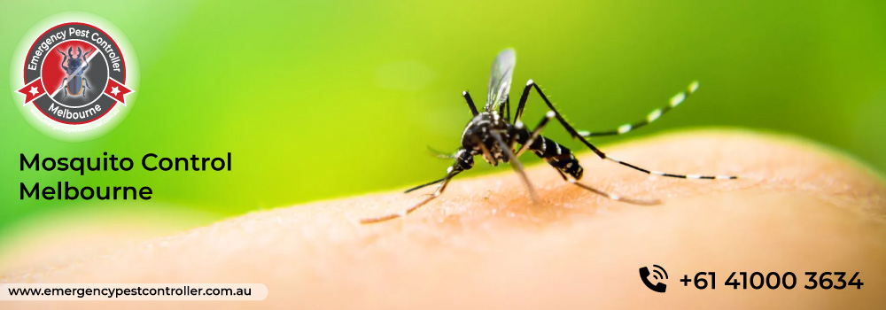 Mosquito Control