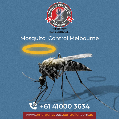 Mosquito Control
