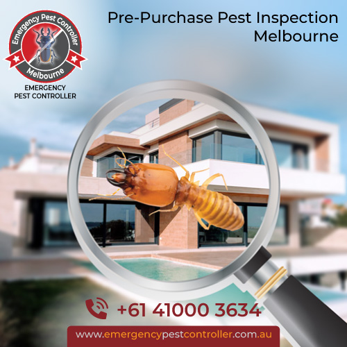 Pre-Purchase Pest Inspection
