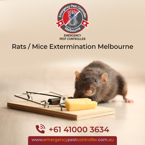 Rat Control