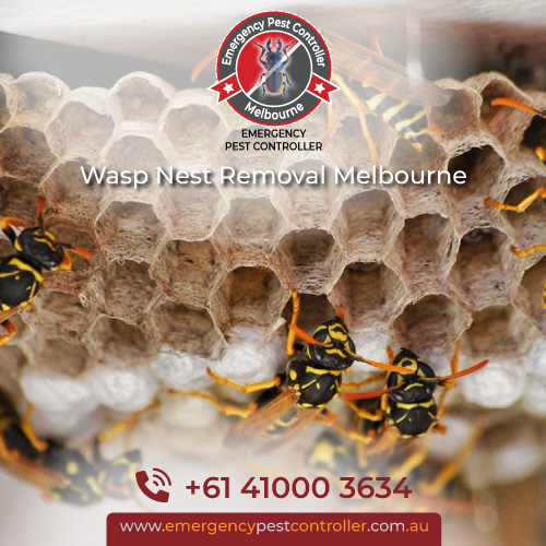 Wasp Control