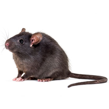 Top Rated Pest Control Company in Melbourne and all Suburbs