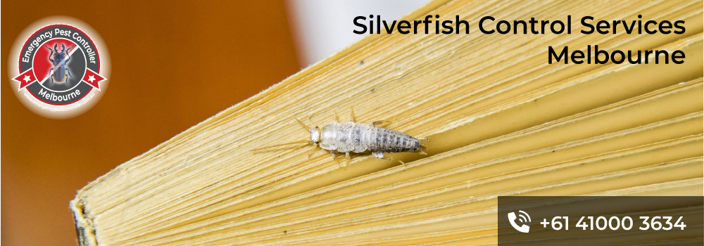 Silverfish Control