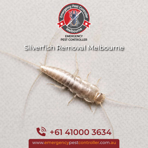 Silverfish Control
