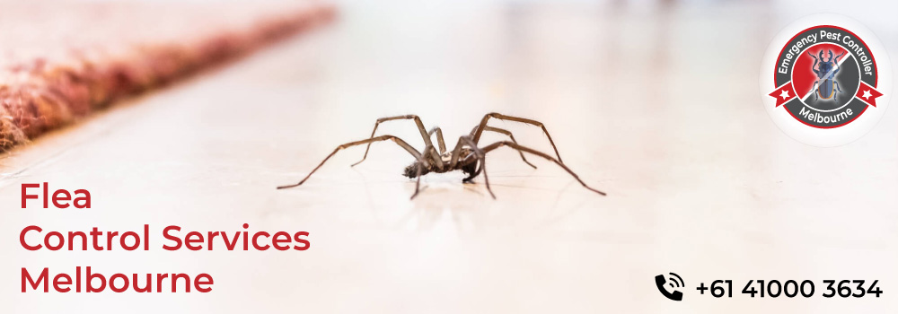 Spider Control