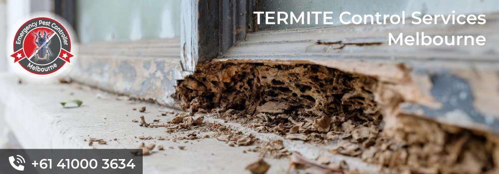Termite Treatment