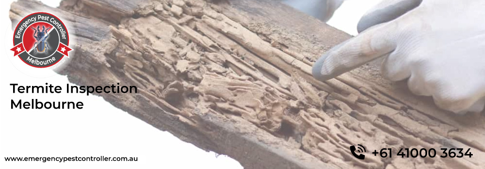 Termite Inspection