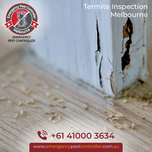 Termite Inspection