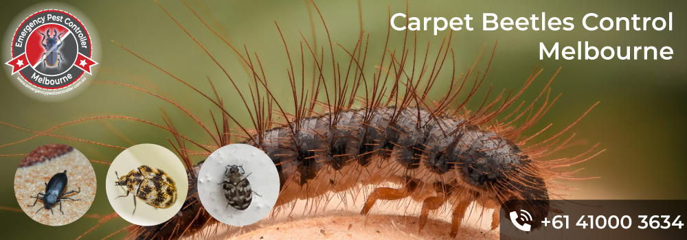 Carpet Beetles Control