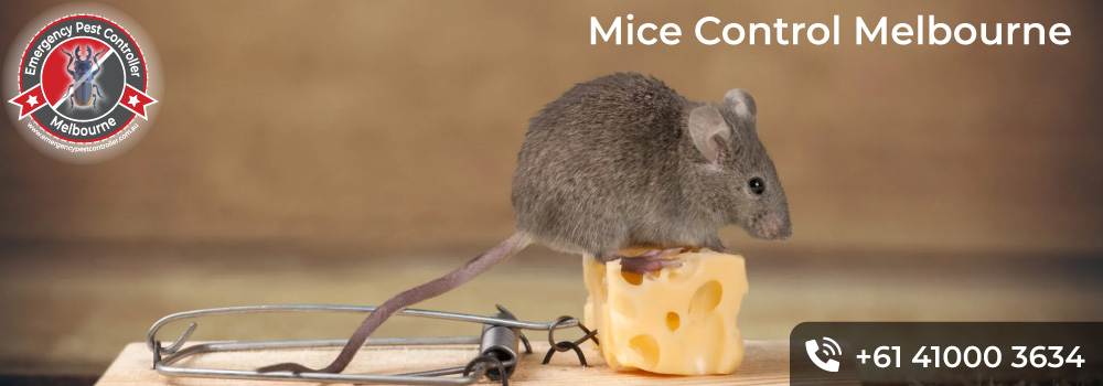 Mice Control