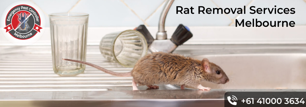 Rat Control